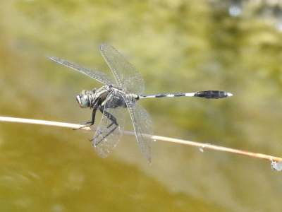 Orthetrum sabina
